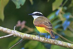 Great Kiskadee